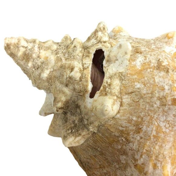 Queen Conch Sea Shell 9 Inch Natural Florida Beach Pink Beige Nautical Decor - Picture 6 of 7